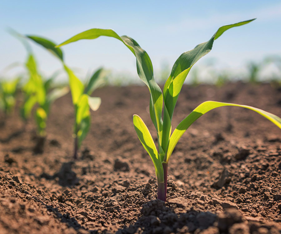 Agriculture Products Young Corn