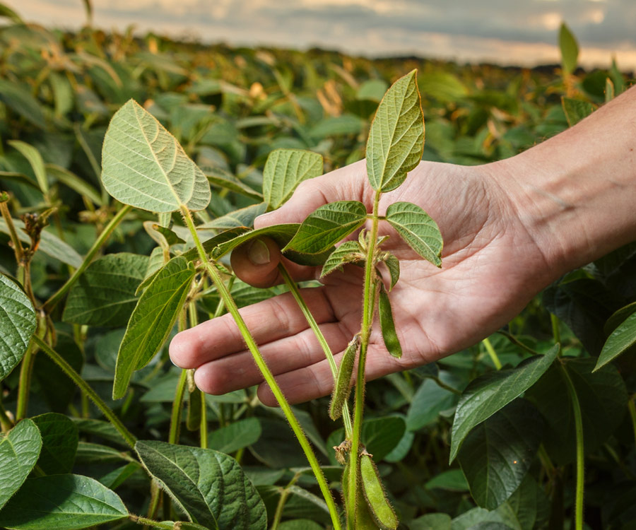 Agronomy Experience and Expertise