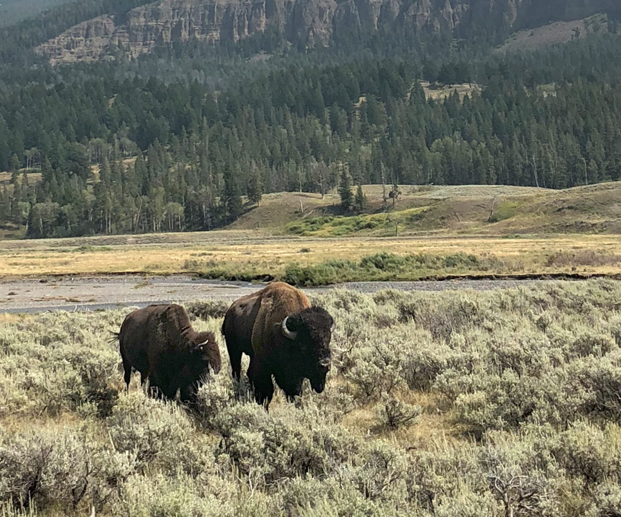 Range and Pasture Management for Bison